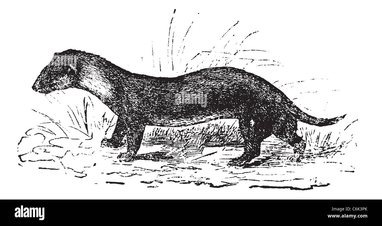 Europeo, nero o Forest polecat, noto anche come Mustela putorius, vintage incisi illustrazione di un Europeo polecat. Foto Stock