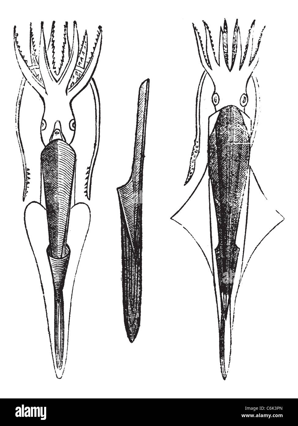 Belemnites o Belemnoids, vintage incisione. Vecchie illustrazioni incise di Belemnites. Foto Stock