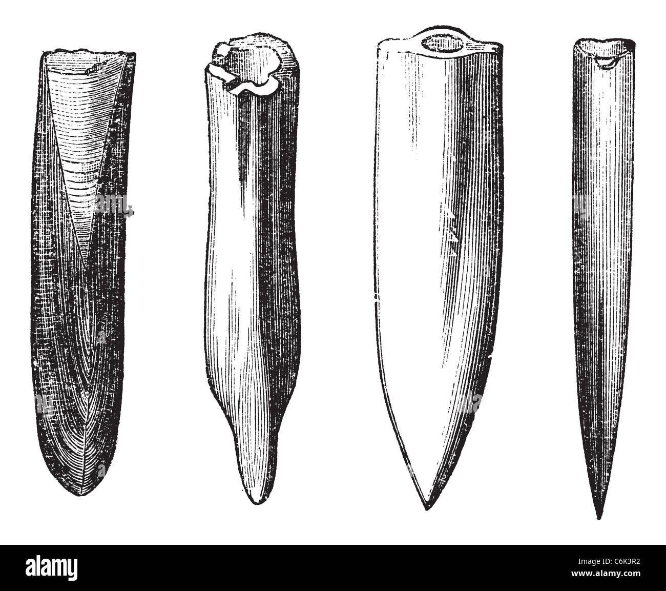 Belemnite fossili, vintage incisione. Vecchie illustrazioni incise di belemnite fossili mostrante varie forme. Foto Stock