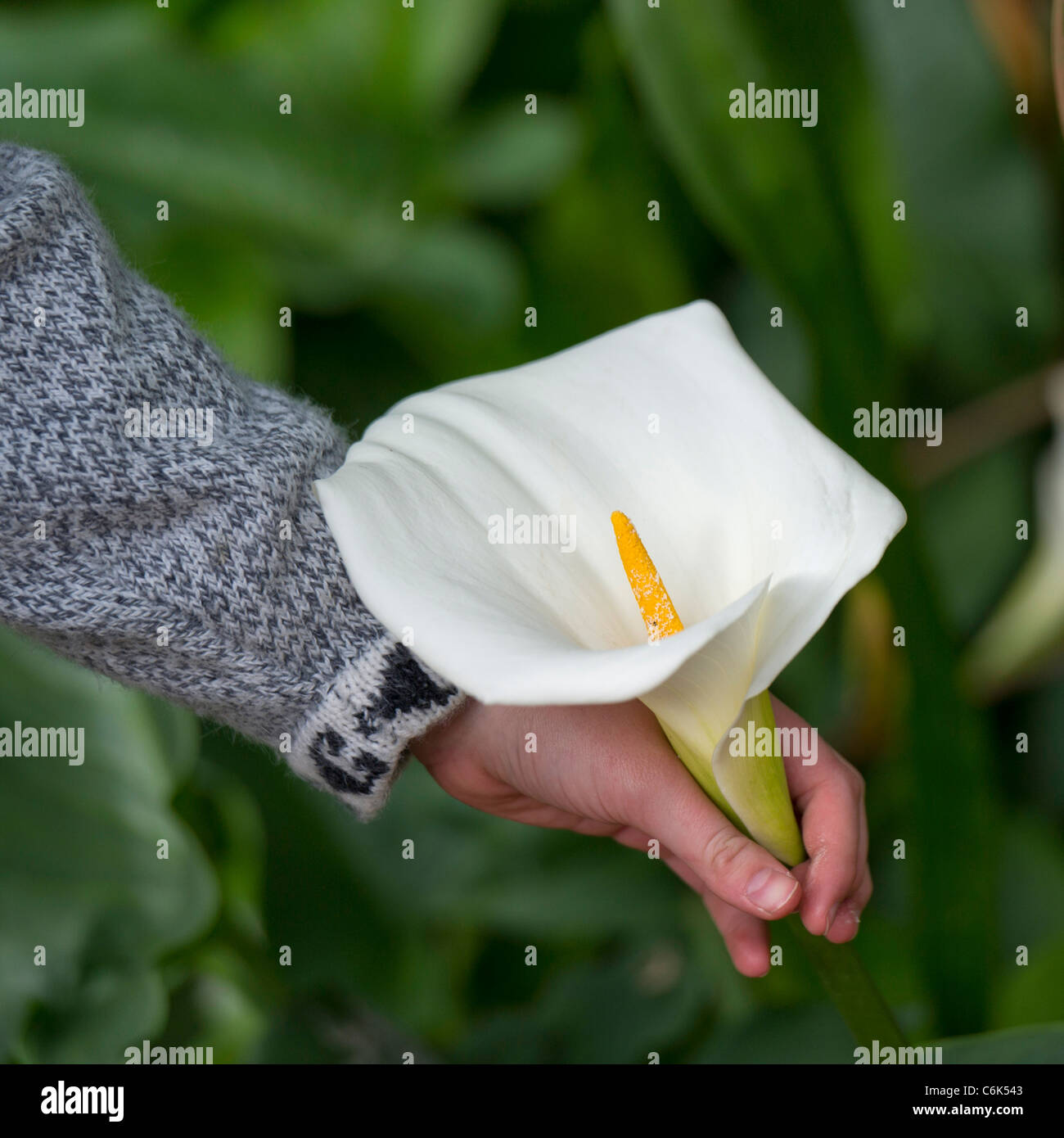 Persona della raccolta a mano fino a Cala lily in un giardino di Willka Tika Guesthouse, Willka Tika, Valle Sacra, regione di Cusco, Perù Foto Stock