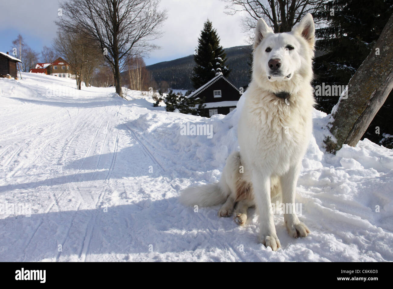 Grande cane bianco aspetta in inverno sul modo di neve Foto Stock