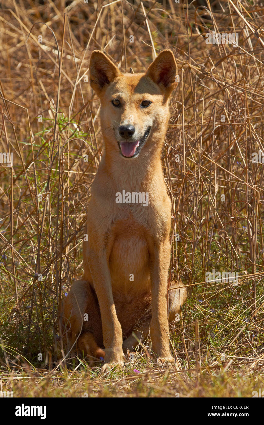 Dingo (Canis lupus dingo), il Parco Nazionale Kakadu, Territorio del Nord, l'Australia Foto Stock