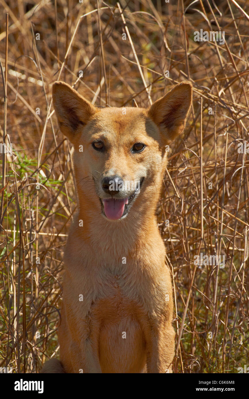 Dingo (Canis lupus dingo), il Parco Nazionale Kakadu, Territorio del Nord, l'Australia Foto Stock