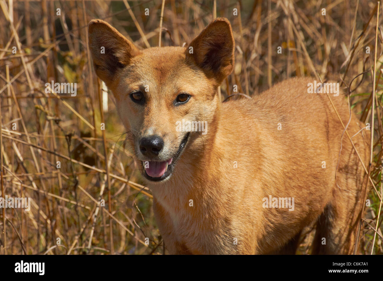 Dingo (Canis lupus dingo), il Parco Nazionale Kakadu, Territorio del Nord, l'Australia Foto Stock