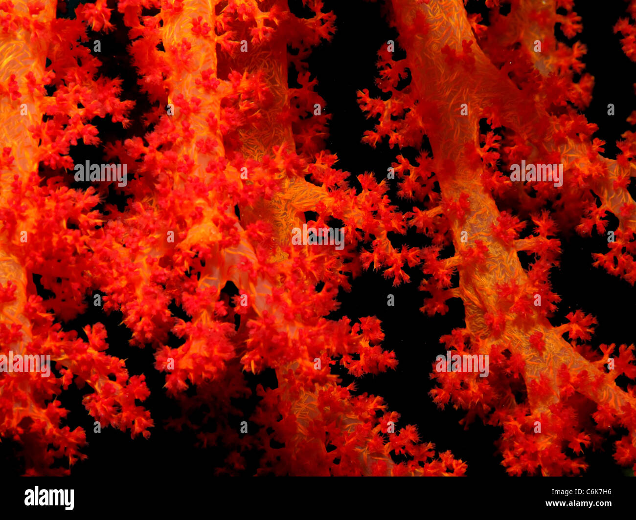 Corallo molle Foto Stock
