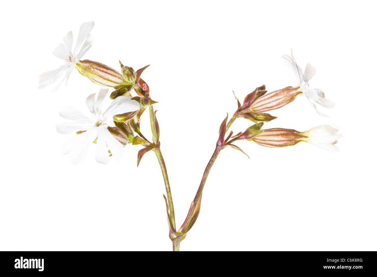 Inghilterra, Northumberland, Bamburgh. White Campion fiore (Silene latifolia) crescente selvatici Foto Stock