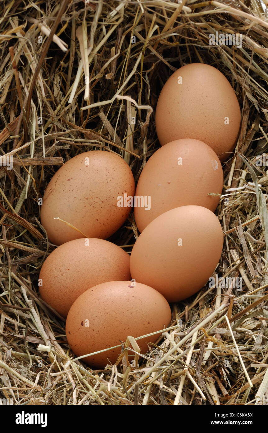 nido con le uova Foto Stock