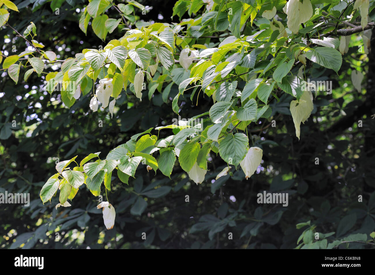 Colomba-tree o fazzoletto Tree, Davidia involucrata Foto Stock