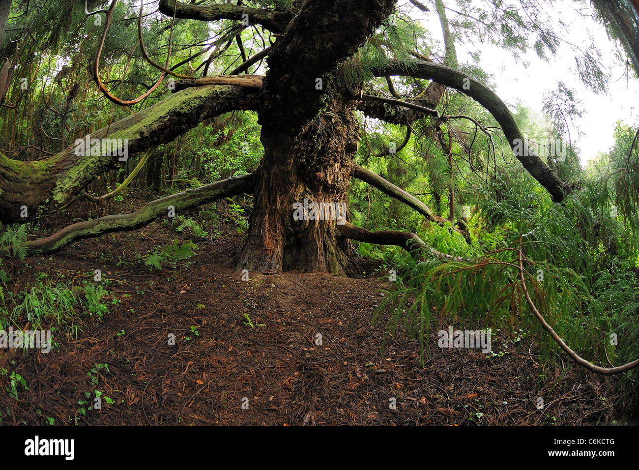 Giapponese-rosso cedro, Cryptomeria japonica Foto Stock