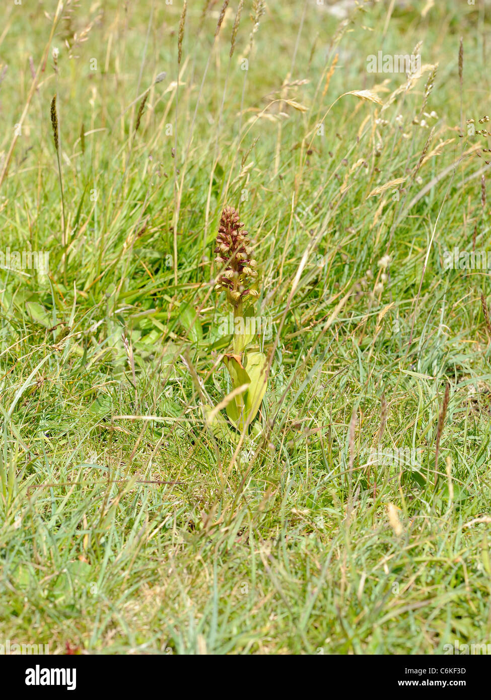 Frog Orchid, Coeloglossum viride Foto Stock