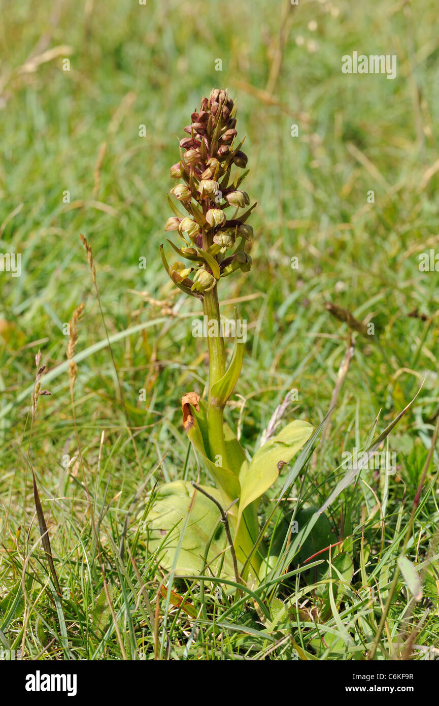 Frog Orchid, Coeloglossum viride Foto Stock