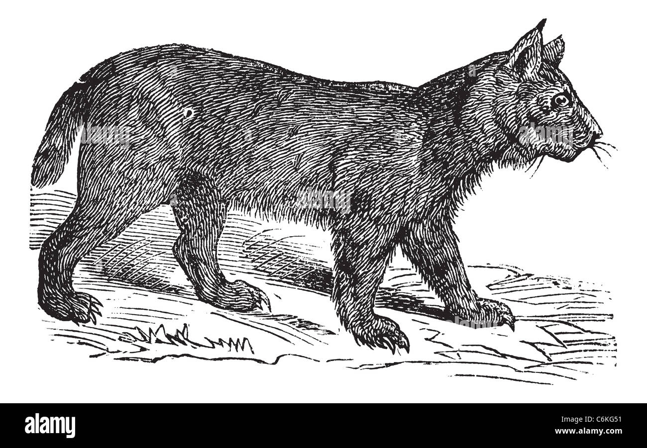 Lynx o il bobcat o Lynx canadensis o pardinus Lynx Lynx o rufus, vintage incisione. Vecchie illustrazioni incise di Lynx. Foto Stock