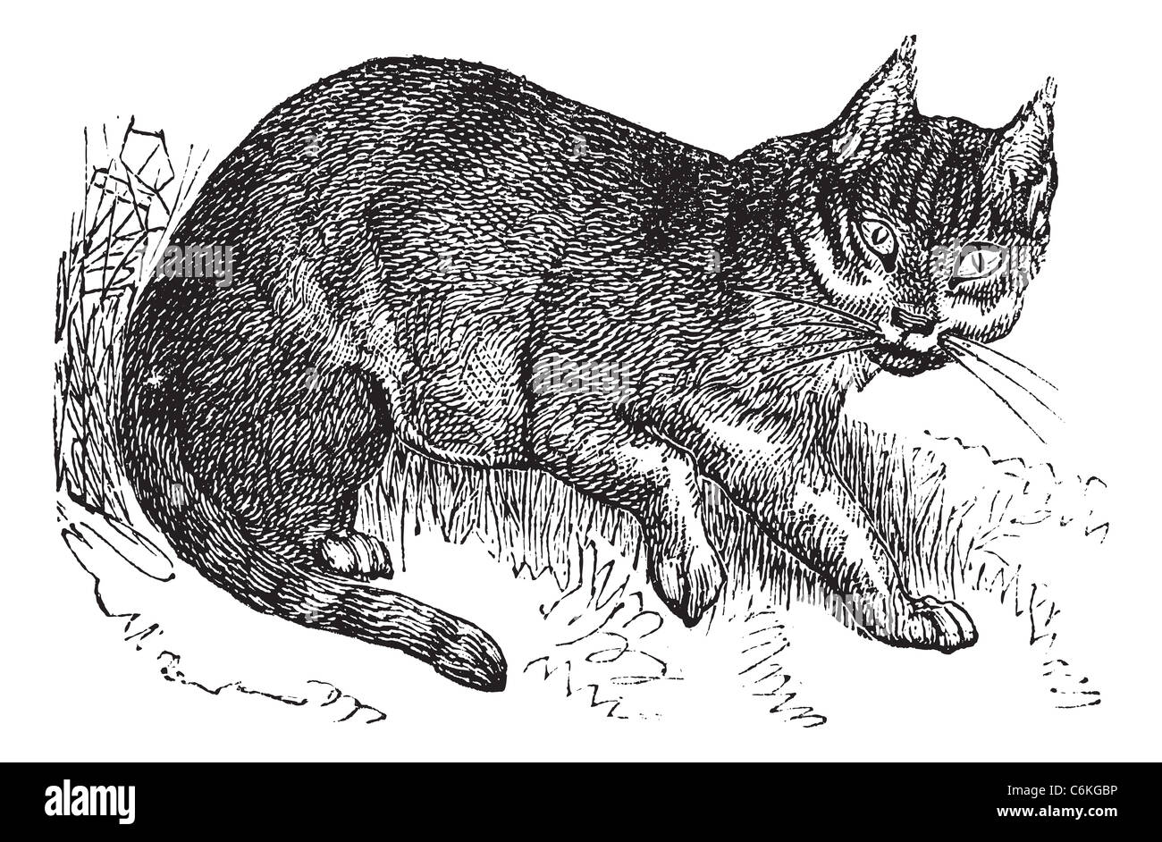 Wildcat o Felis silvestris, vintage incisione. Vecchie illustrazioni incise di un gatto selvatico. Foto Stock