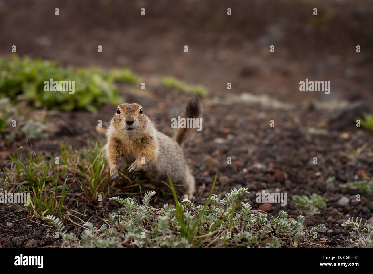 Artico Scoiattolo di terra Foto Stock