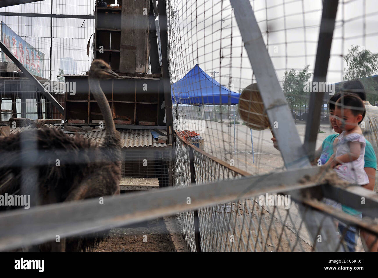 Gli animali a rischio nel recinto del mercato di questi animali sono bloccati in una situazione di pericolo - stanno essendo alloggiata in una maglia di fortuna Foto Stock