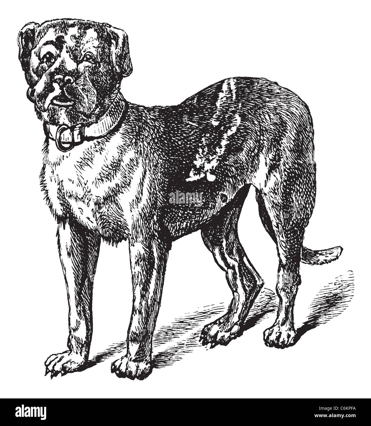 Dogue o Dogue de Bordeaux o Bordeaux Mastiff o Francese Mastiff o Bordeauxdog o Canis lupus familiaris, vintage incisione. Foto Stock