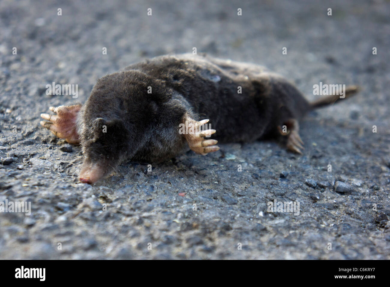 Dead mole (Talpa europaea) sul suolo 112040 Mole Foto Stock