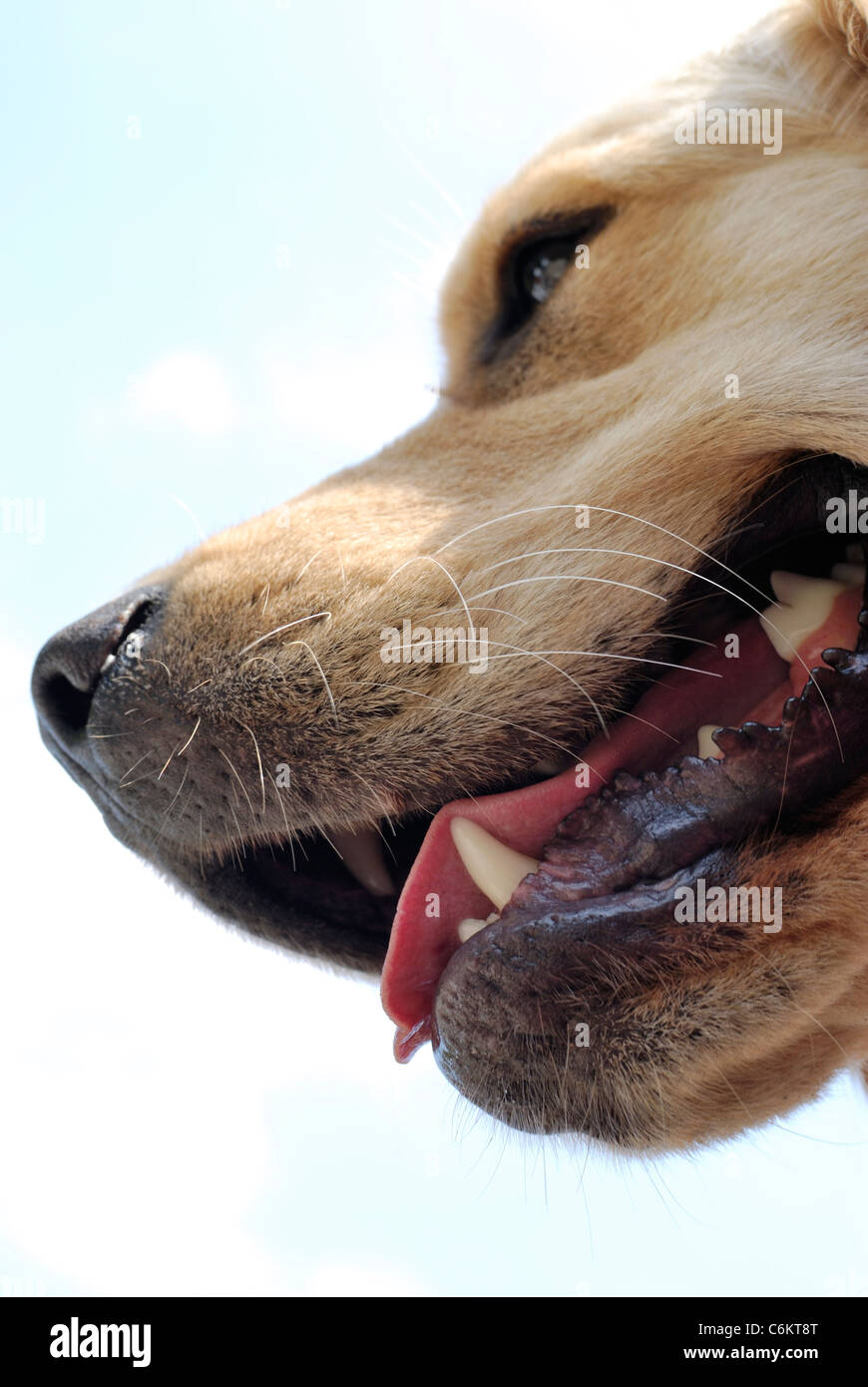 Close up di Golden Retriever cane testa con limitata profondità di campo. Foto Stock