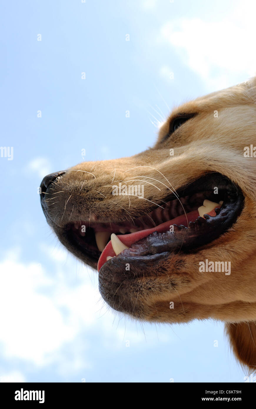 Close up di Golden Retriever cane testa con limitata profondità di campo. Foto Stock