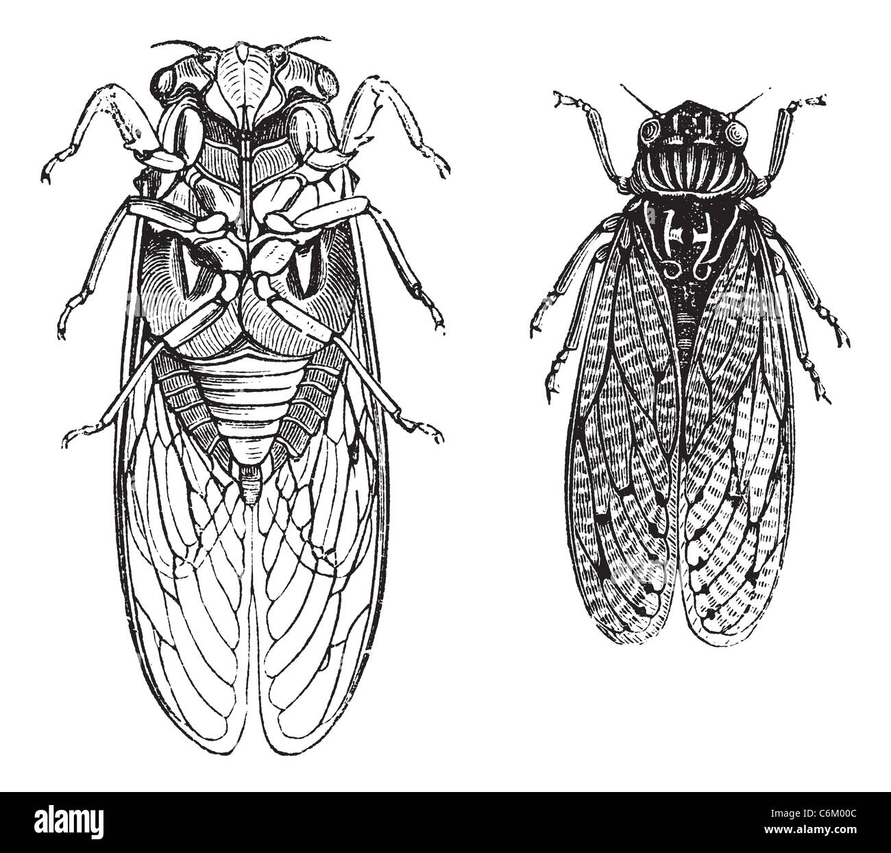 Cicala o Cicadidae o Tettigarctidae, vintage incisione. Vecchie illustrazioni incise delle cicale. Foto Stock