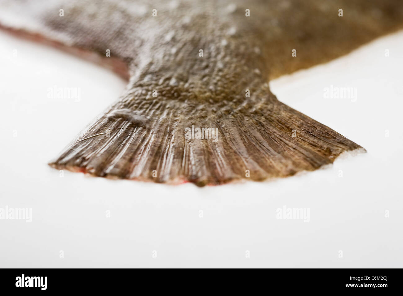 Crudo fresco passera pianuzza, close-up di coda Foto Stock