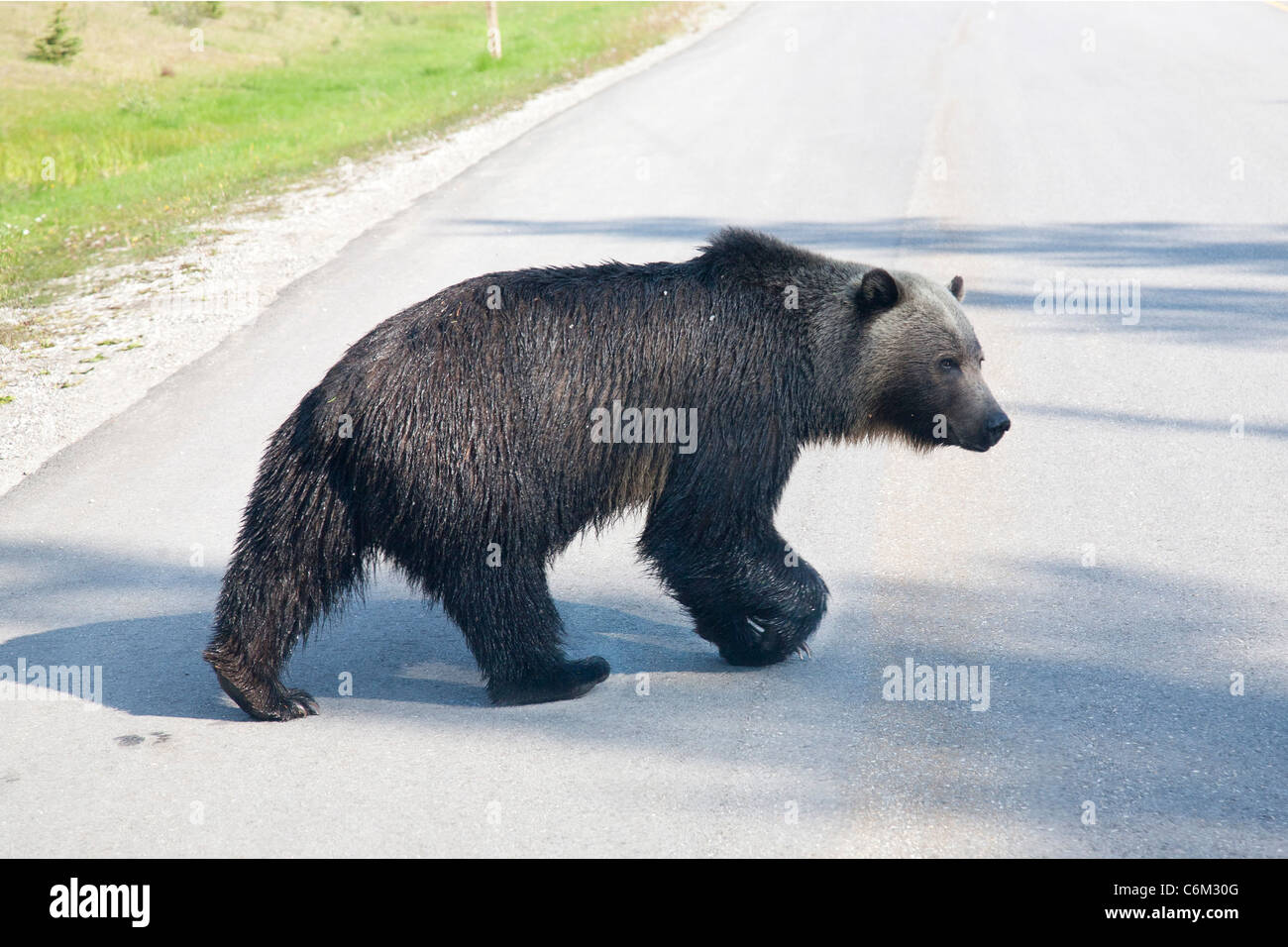 Adulto Orso grizzly, vicino a Banff, Canada Foto Stock