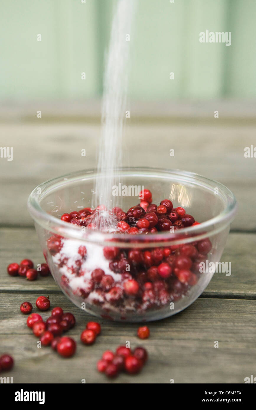 Spargendo zucchero su lingonberries Foto Stock