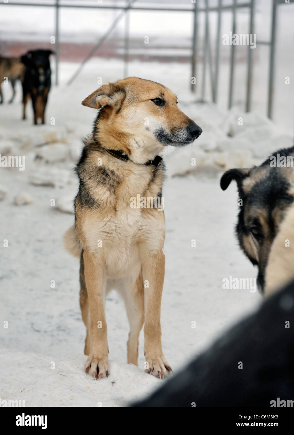 Rifugio per cani randagi. Un rifugio di vagrant animali. Open-air gabbie per senzatetto cani. Foto Stock