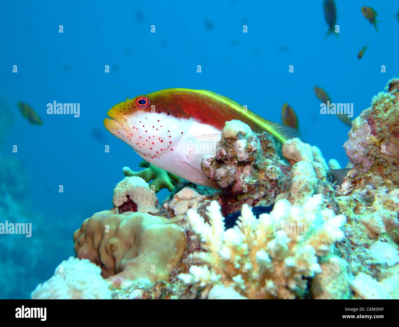 Freckled hawkfish (Paracirrhites forsteri) Foto Stock