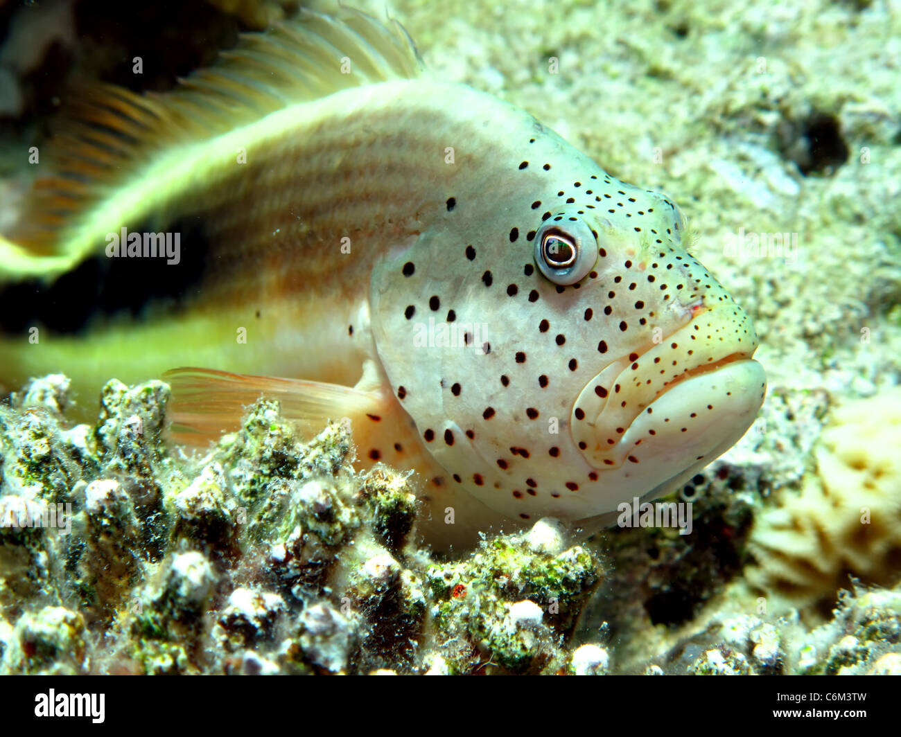 Freckled hawkfish (Paracirrhites forsteri) Foto Stock