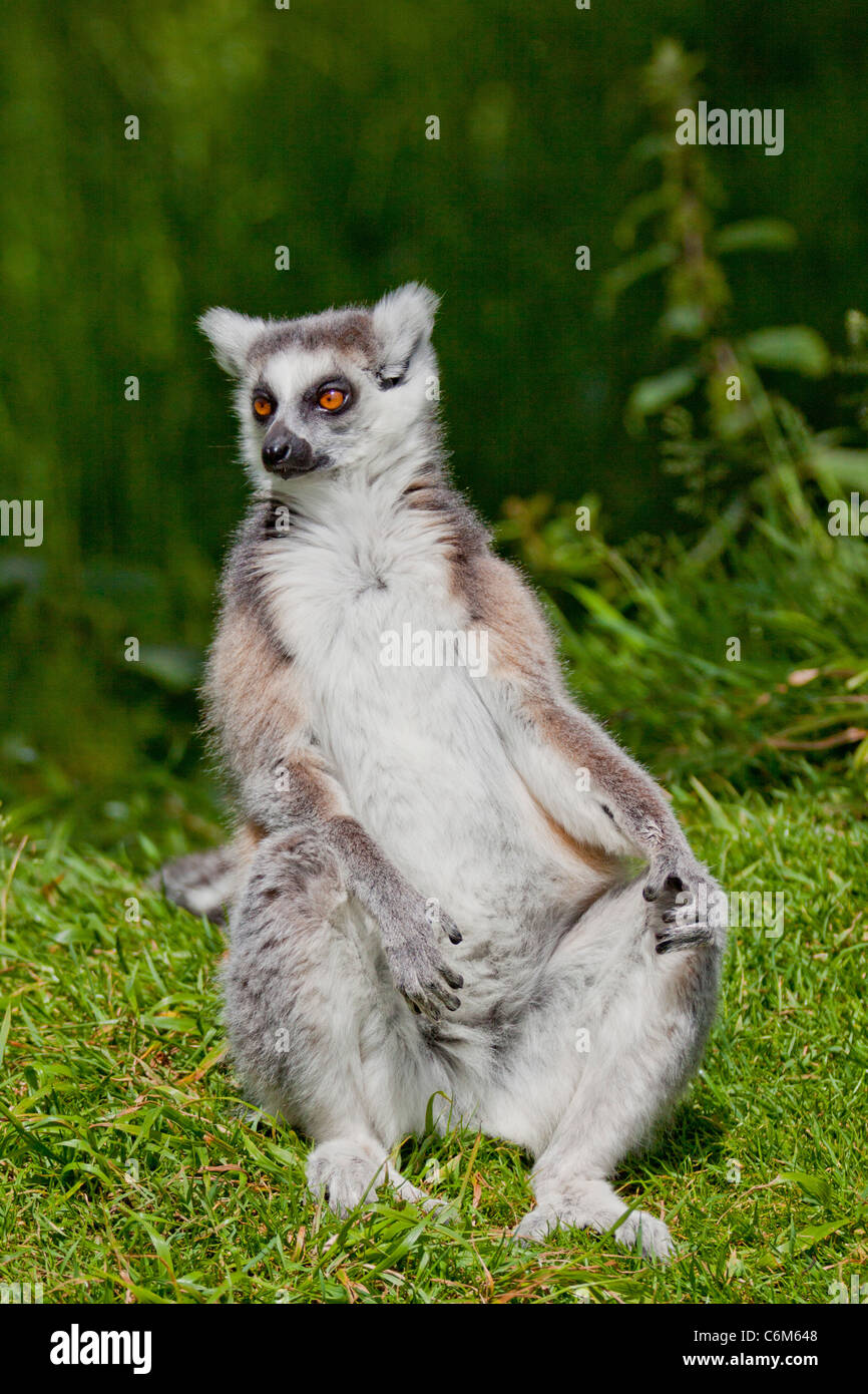 Lemuri (Lemur catta) dal Madagascar seduto su erba, a prendere il sole. 116508 ManorHouse Foto Stock