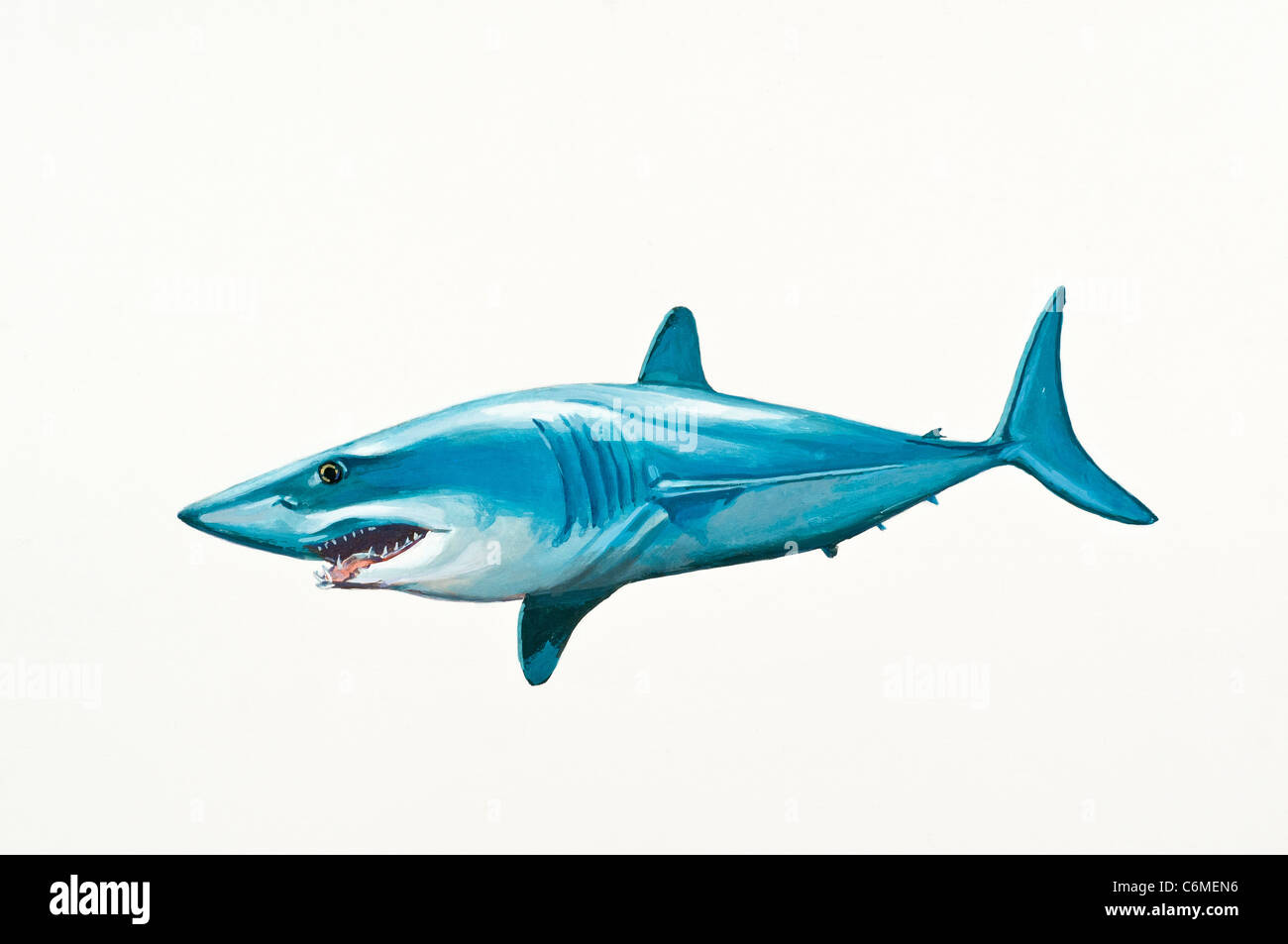 Illex Squalo mako, Isurus oxyrinchus, Lamnidae Foto Stock