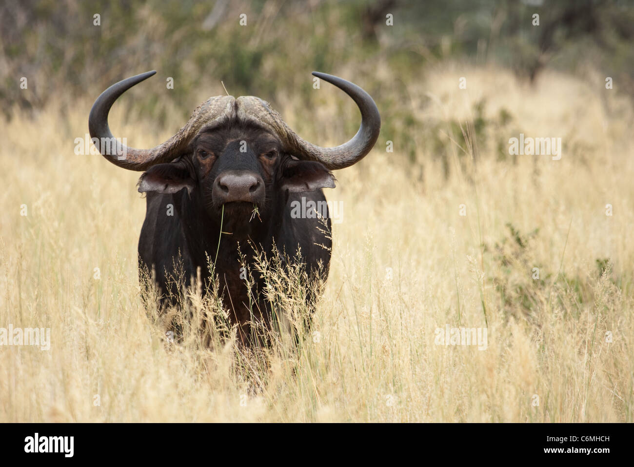 Buffalo bull in erba secca Foto Stock Buffalo bull in erba secca Foto Stock