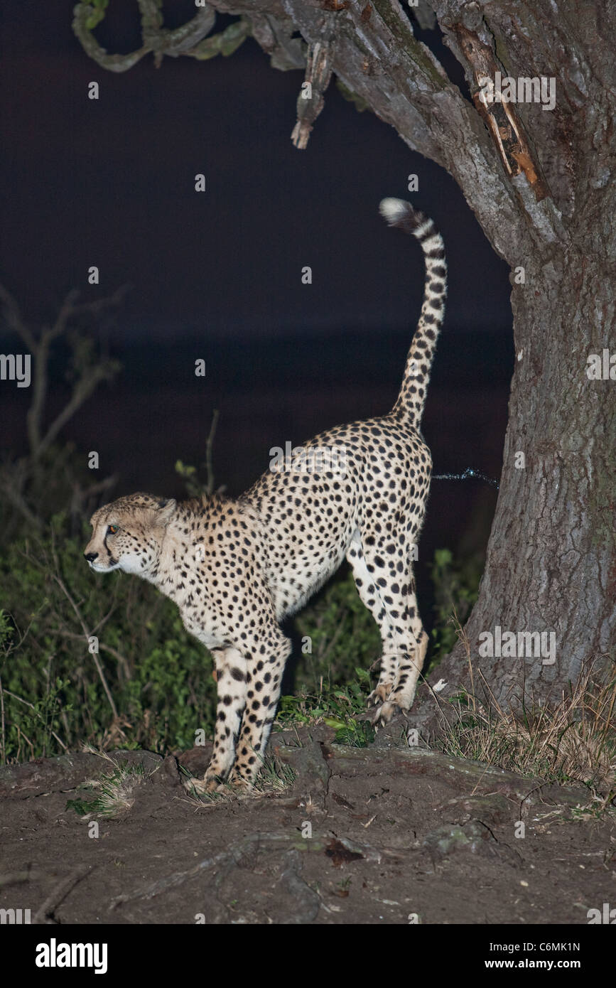 Cheetah scent-marking contro un albero di notte Foto Stock