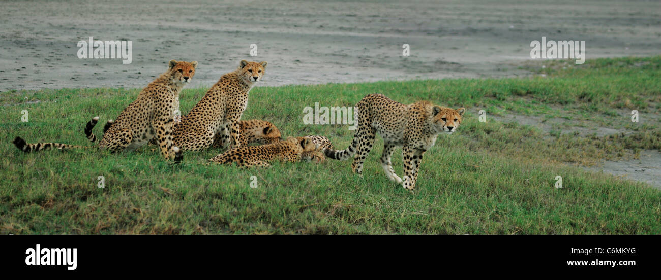 Ghepardo famiglia vigile e consapevole la visione di un passante la iena (non in foto) Foto Stock