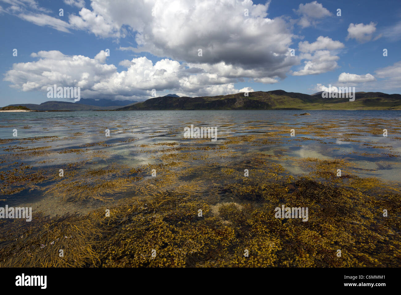 Le alghe galleggianti sulle rive di Loch Eishort con Black Cuillin montagne in distanza, Ord, Isola di Skye, Scotland, Regno Unito Foto Stock