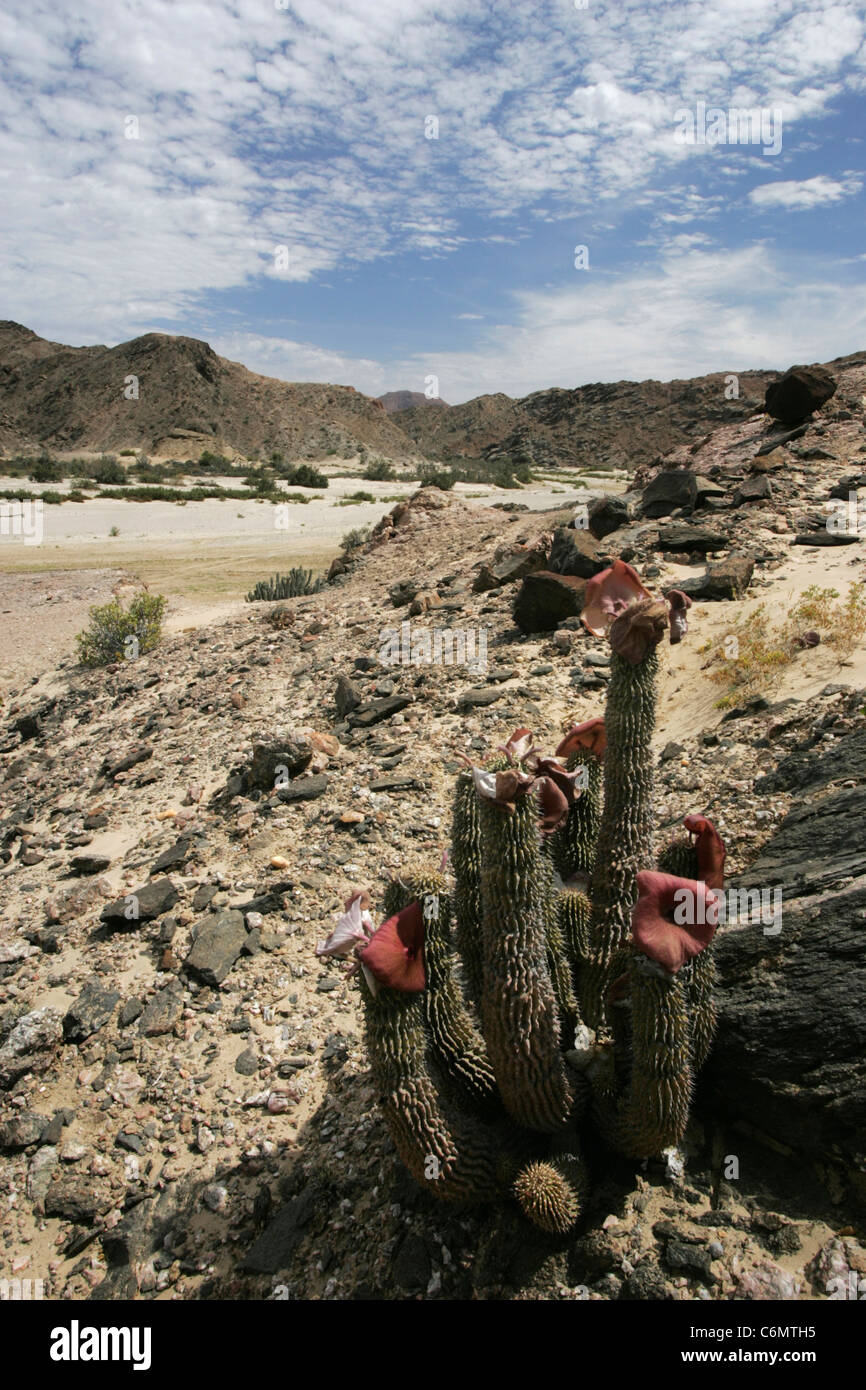 Arido paesaggio con Hoodia pianta in primo piano Foto Stock