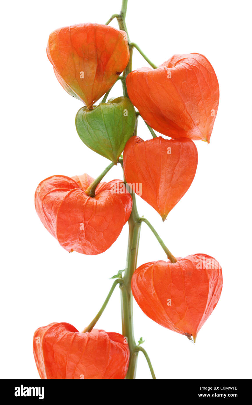 Vista ravvicinata di colore arancio brillante lanterne cinesi (Physalis alkekengi) Foto Stock