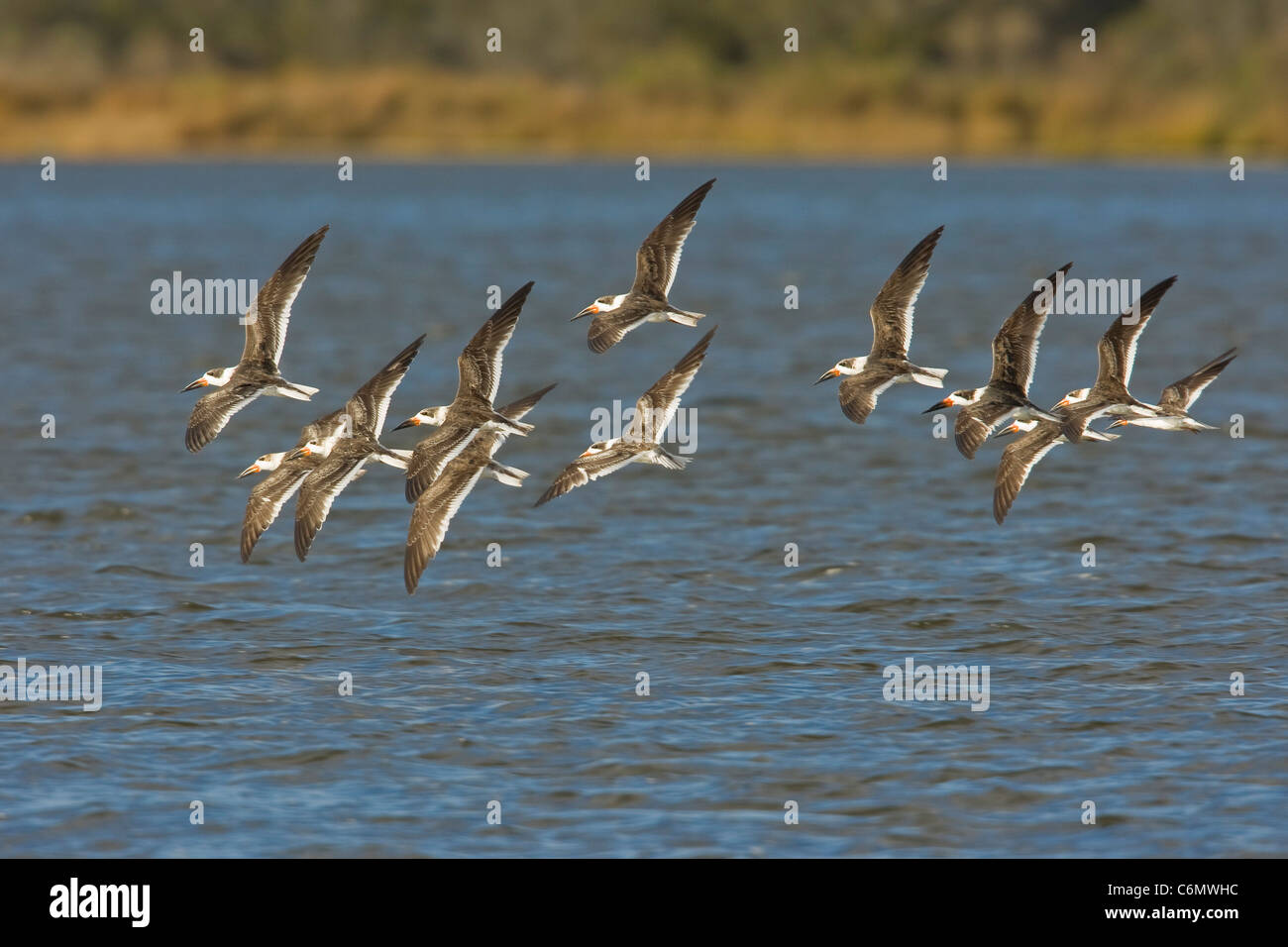 Skimmer nero (Rhyncops niger) volare in un gregge su acqua Foto Stock