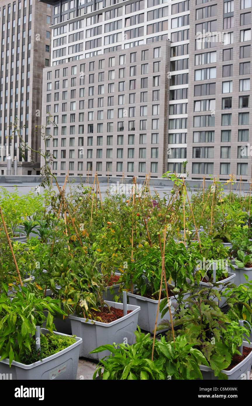 Il tetto verde giardino vegetale Palais des Congres Montreal Foto Stock