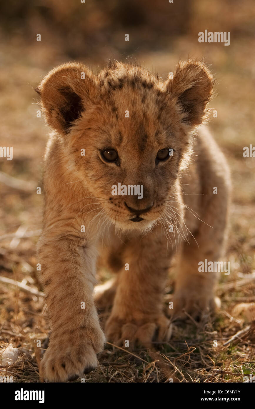 Lion cub camminando verso la telecamera Foto Stock