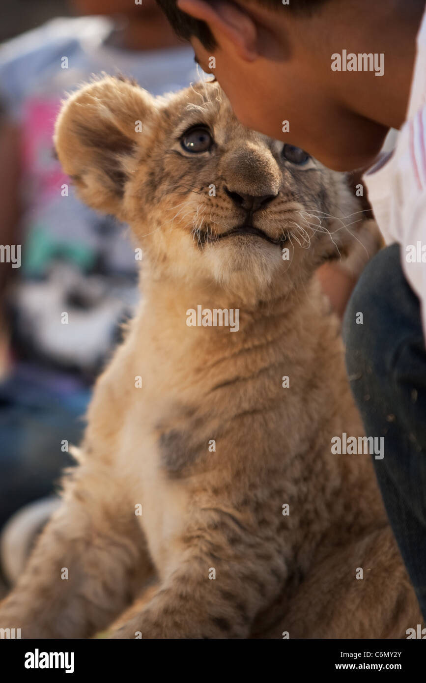 Lion cub guardando il giovane ragazzo Foto Stock