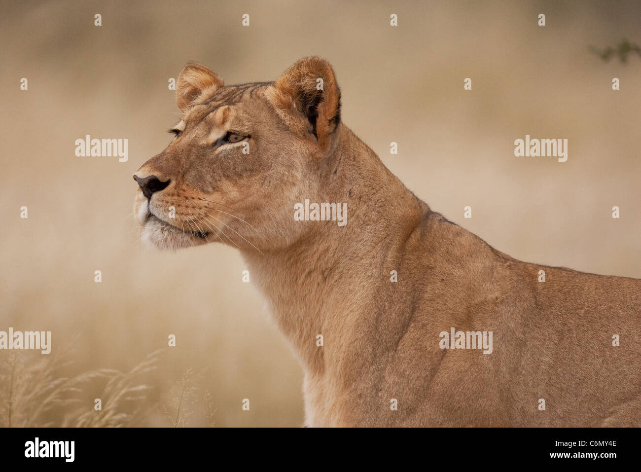 Leonessa cercando alert Foto Stock
