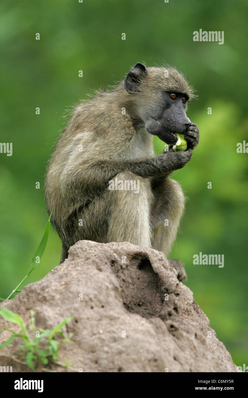 Chacma baboon seduta sulle zampe posteriori su un ant hill mangiare un frutto verde e le guance farcite con i prodotti alimentari Foto Stock