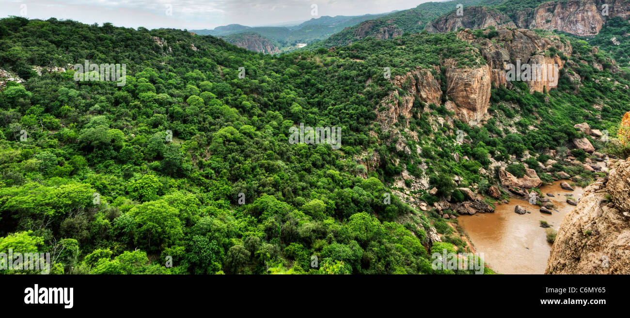 Lussureggiante vegetazione che cresce sui pendii della Lanner Gorge Foto Stock