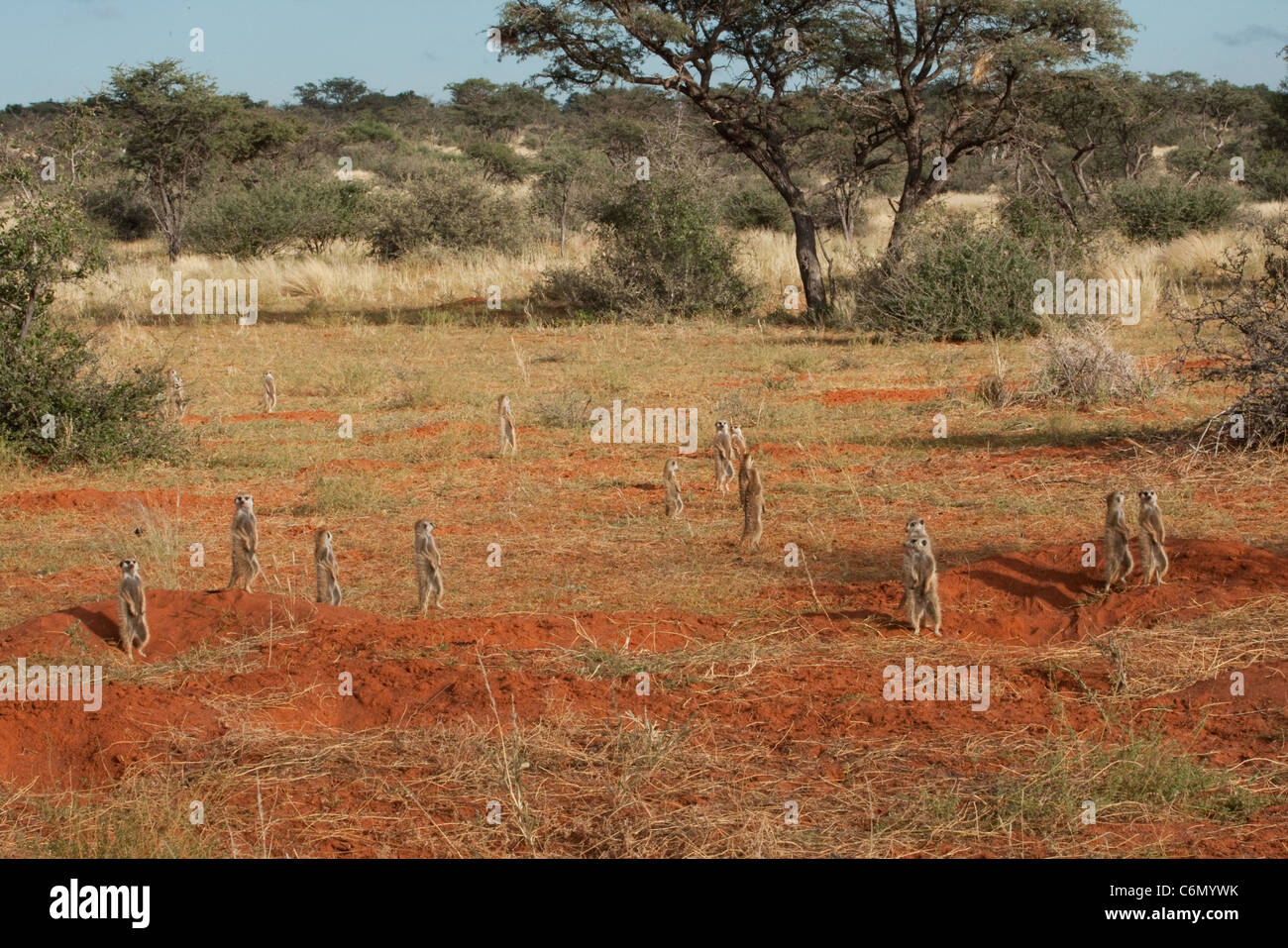 Colonia di meerkat in piedi sul belvedere vicino a Loro burrows Foto Stock