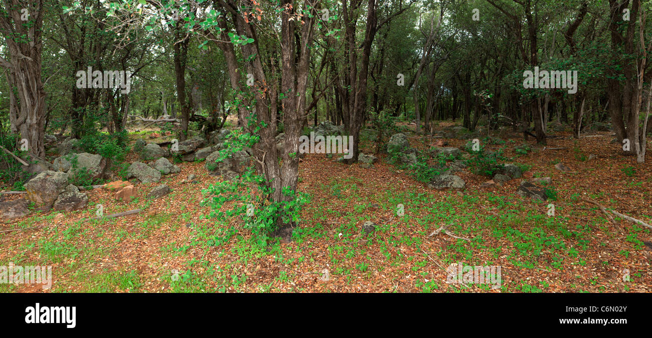 Lebombo Ironwood panorama della foresta Foto Stock