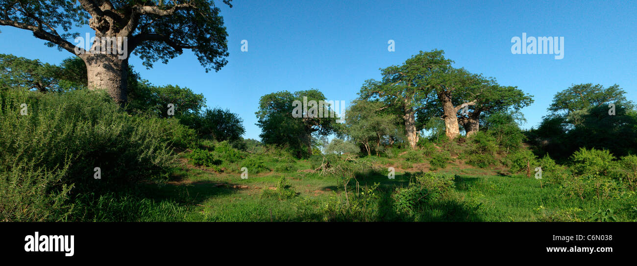 Verde e lussureggiante, Baobab savana sulle rive del fiume Limpopo Foto Stock