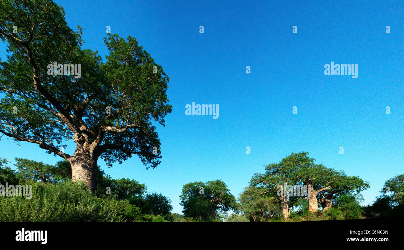Vista panoramica di un baobab savannah Foto Stock