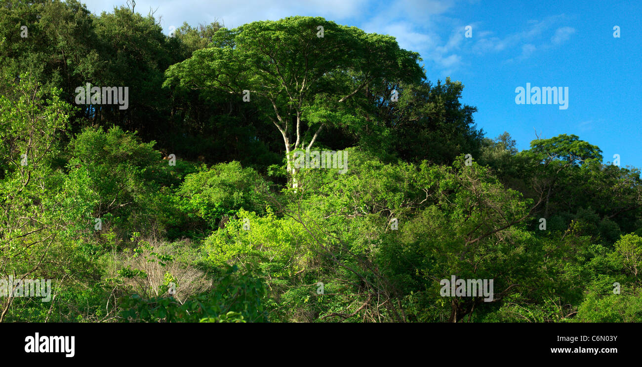 Verde e lussureggiante foresta Pafuri Foto Stock
